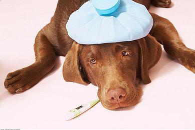 解谜冒险游戏《猪头三大冒险》2月1日上线 NS和PS